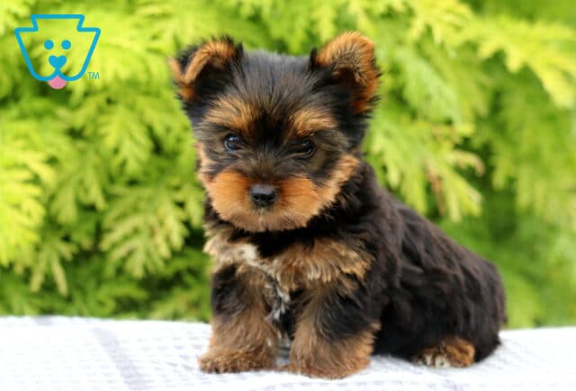 Miles Yorkie image