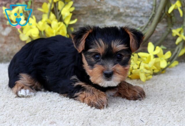Miles Yorkie2 image