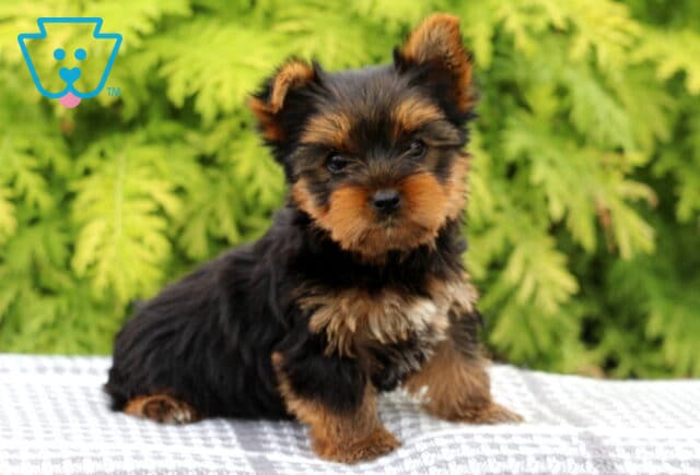 Miles Yorkie2 image