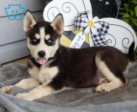 Blue-eyed Siberian Husky puppy lounging on a soft gray blanket with its tongue out, showing off a playful personality beside a charming bee-themed garden display.