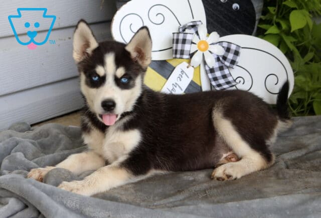 Blue-eyed Siberian Husky puppy lounging on a soft gray blanket with its tongue out, showing off a playful personality beside a charming bee-themed garden display. image