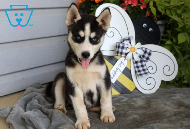 Blue-eyed Siberian Husky puppy sitting happily on a soft gray blanket with its tongue out, posing in front of a whimsical bee-themed garden decoration and colorful flowers. image