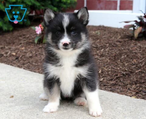 Milly Pomsky