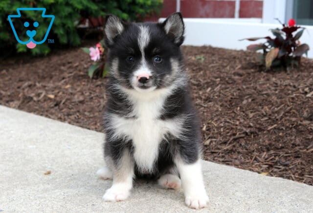 Milly Pomsky image