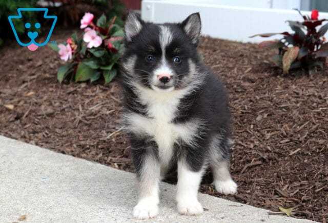 Milly Pomsky2 image