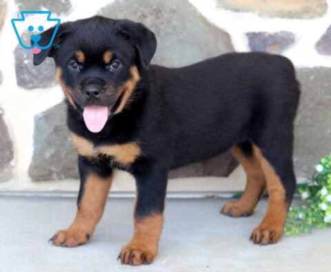 Happy Rottweiler puppy standing beside white flowering greenery, showing off a glossy black-and-tan coat, sturdy build, and bright eyes with its tongue hanging out in a playful expression.
