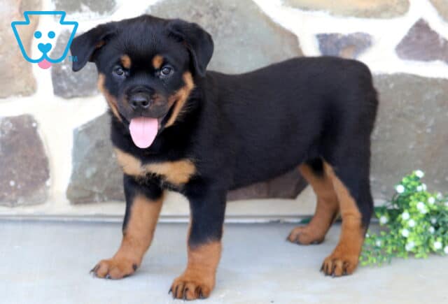 Happy Rottweiler puppy standing beside white flowering greenery, showing off a glossy black-and-tan coat, sturdy build, and bright eyes with its tongue hanging out in a playful expression. image