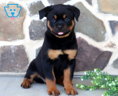 Adorable Rottweiler puppy sitting proudly beside white flowering greenery, featuring a sleek black-and-tan coat, expressive eyes, and a tiny pink tongue peeking out against a rustic stone wall backdrop.