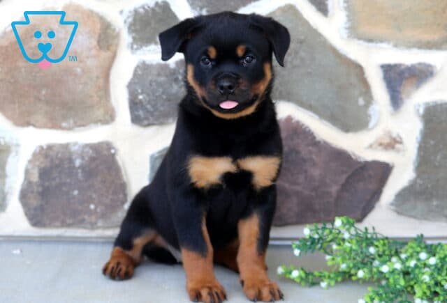 Adorable Rottweiler puppy sitting proudly beside white flowering greenery, featuring a sleek black-and-tan coat, expressive eyes, and a tiny pink tongue peeking out against a rustic stone wall backdrop. image