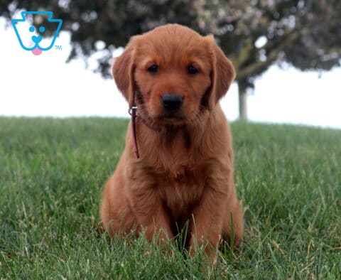 Mindy Golden Retriever