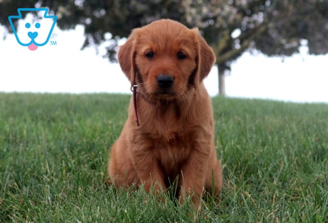 Mindy Golden Retriever image