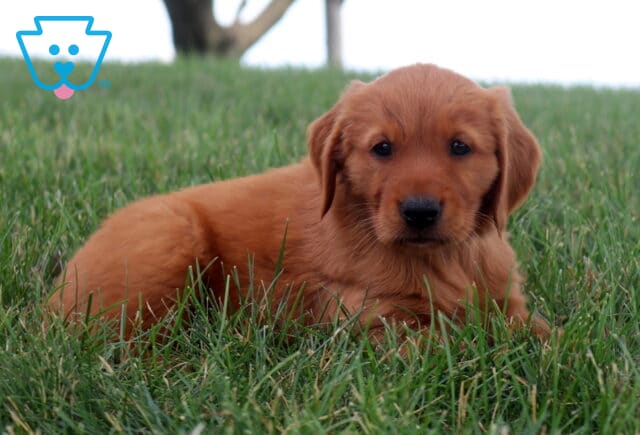 Mindy Golden Retriever2 image