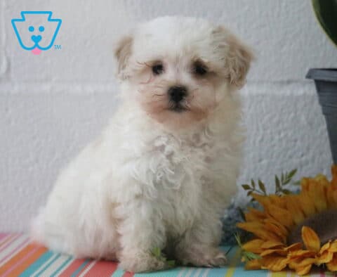 Mjay Maltipoo