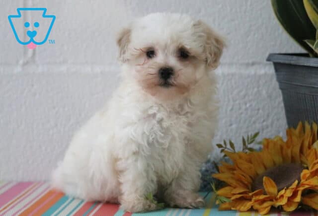 Mjay Maltipoo image