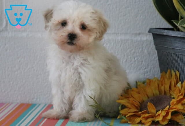 Mjay Maltipoo2 image