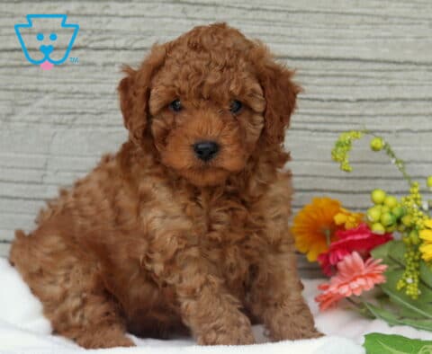 Mocha Mini Poodle