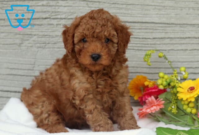 Mocha Mini Poodle image