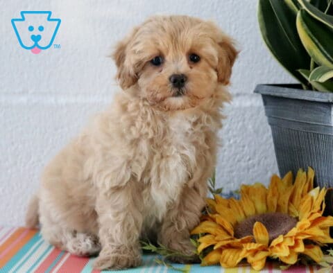 Molly Maltipoo