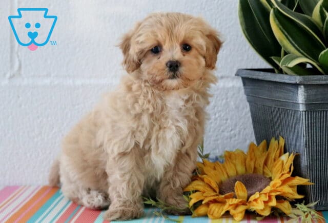Molly Maltipoo image