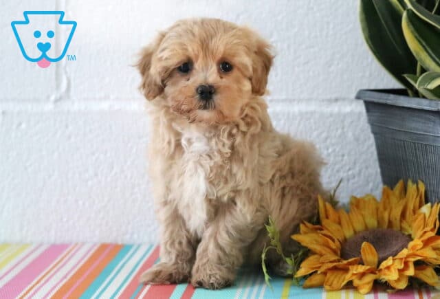Molly Maltipoo2 image