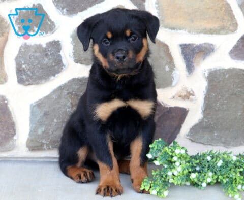 Sweet Rottweiler puppy sitting neatly beside white flowering greenery, displaying classic black-and-tan markings, fluffy fur, and an alert, curious expression against a textured stone wall.