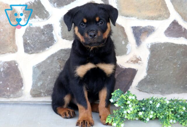 Sweet Rottweiler puppy sitting neatly beside white flowering greenery, displaying classic black-and-tan markings, fluffy fur, and an alert, curious expression against a textured stone wall. image