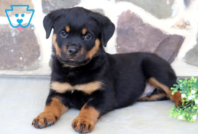 Playful Rottweiler puppy relaxing beside flowering greenery, featuring a glossy black-and-tan coat, expressive eyes, and a tiny tongue peeking out while posing in front of a stone wall. image