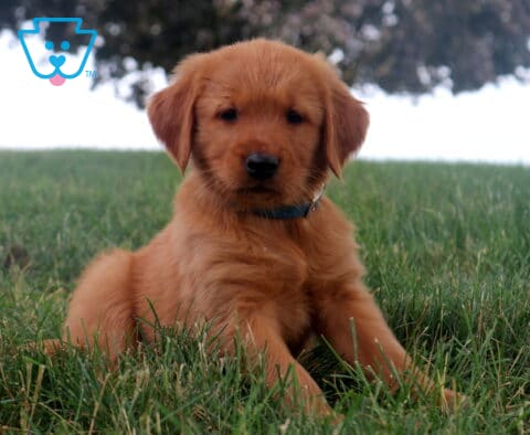 Morris Golden Retriever