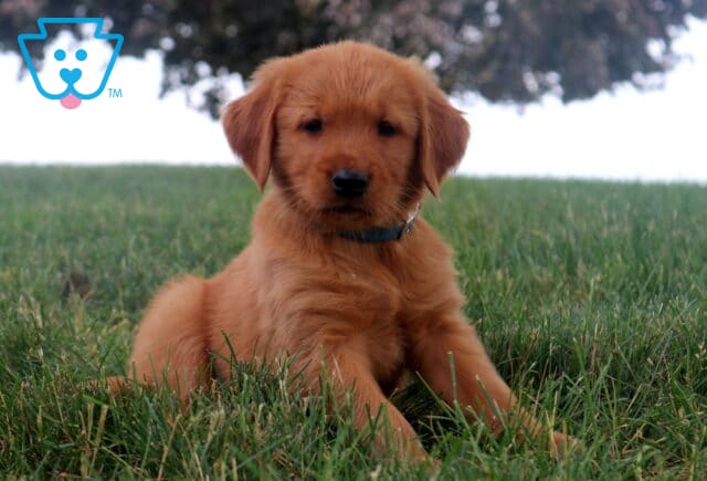 Morris Golden Retriever image