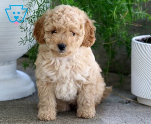 Muffin Cavapoo