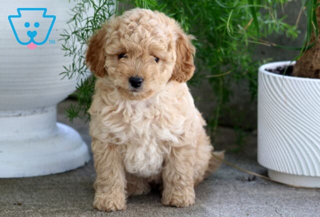 Muffin Cavapoo image