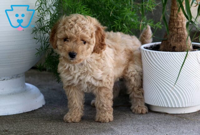 Muffin Cavapoo2 image