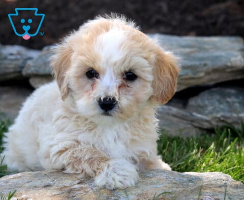 Cream and white Maltipoo puppy resting a fluffy paw on a stone, featuring a soft curly coat, button nose, and gentle eyes while relaxing in a grassy garden setting.