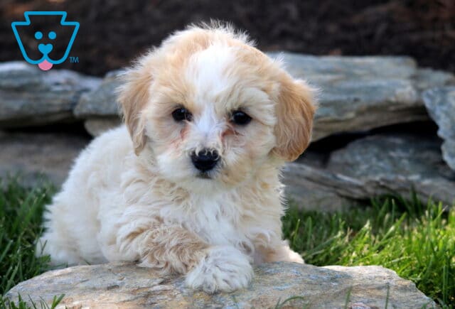 Cream and white Maltipoo puppy resting a fluffy paw on a stone, featuring a soft curly coat, button nose, and gentle eyes while relaxing in a grassy garden setting. image