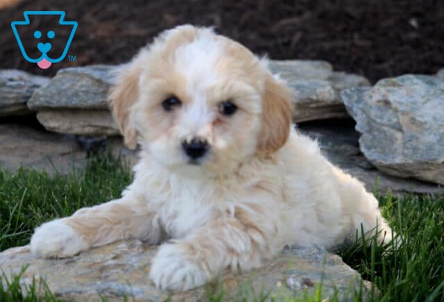 Adorable cream-colored Maltipoo puppy lounging on a natural stone, showing a fluffy coat, floppy ears, and a sweet face while enjoying a grassy outdoor setting. image