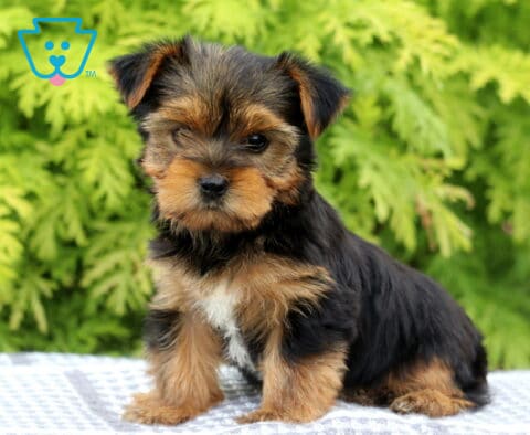 Muffin Yorkie