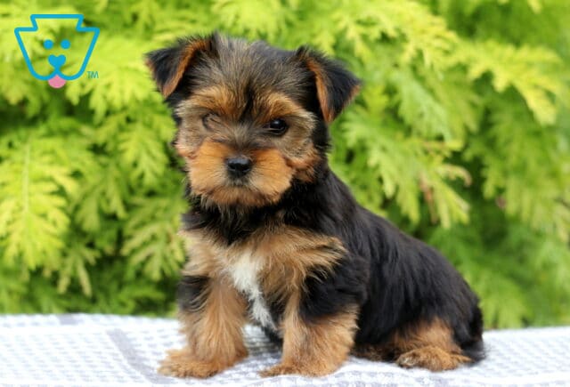 Muffin Yorkie image