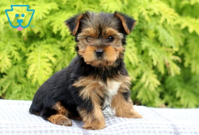 Muffin Yorkie2 image