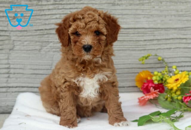 Mya Mini Poole image