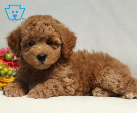Mylie Bichpoo
