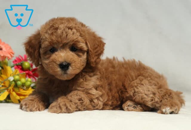 Mylie Bichpoo image