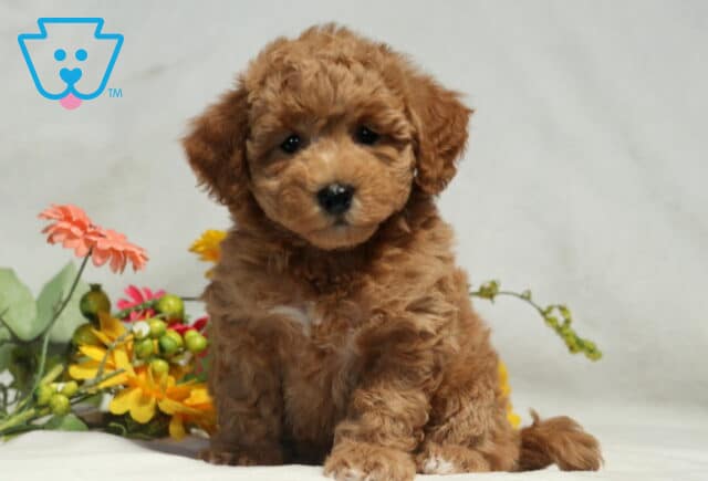 Mylie Bichpoo2 image