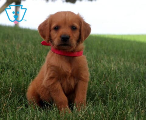 Mylie Golden Retriever