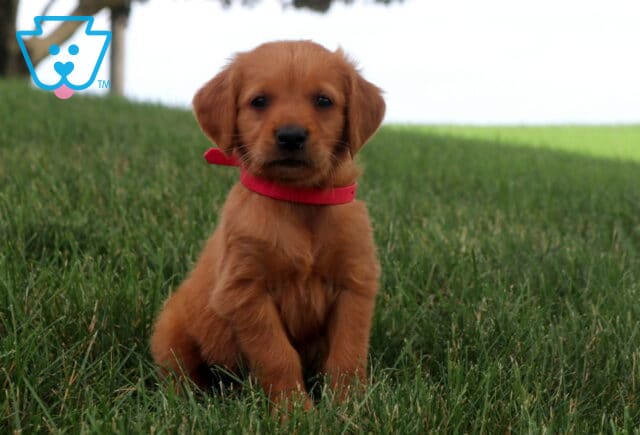 Mylie Golden Retriever image