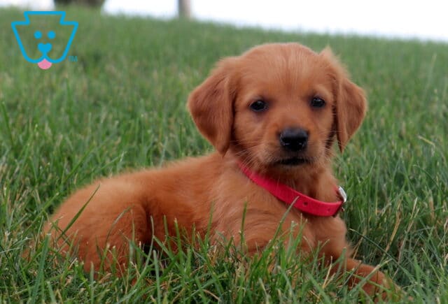 Mylie Golden Retriever2 image
