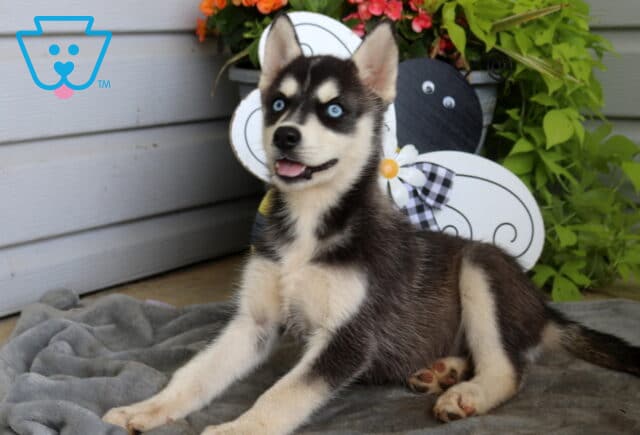 Blue-eyed Siberian Husky puppy with a happy expression lounging on a soft gray blanket, looking off to the side beside a charming bee-themed garden decoration and vibrant greenery. image