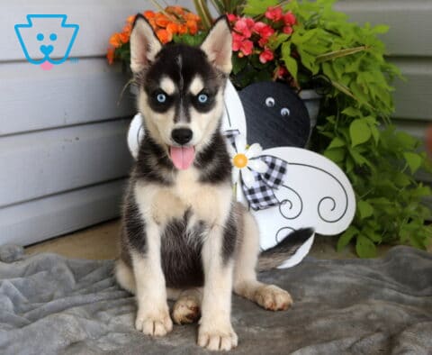 Blue-eyed Siberian Husky puppy sitting proudly on a soft gray blanket with its tongue out, posing in front of a whimsical bee-themed garden display and colorful flowers.