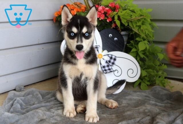 Blue-eyed Siberian Husky puppy sitting proudly on a soft gray blanket with its tongue out, posing in front of a whimsical bee-themed garden display and colorful flowers. image