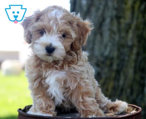 Fluffy apricot and white Maltipoo puppy sitting on a rustic barrel, featuring a curly teddy bear coat and bright eyes, with a tree and sunny outdoor scenery in the background.