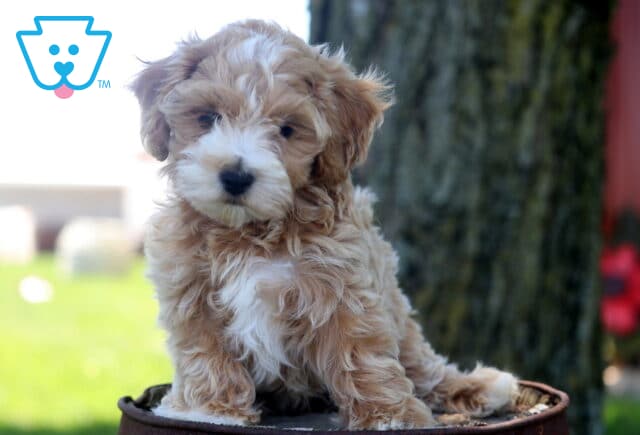 Fluffy apricot and white Maltipoo puppy sitting on a rustic barrel, featuring a curly teddy bear coat and bright eyes, with a tree and sunny outdoor scenery in the background. image